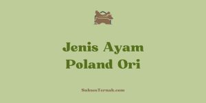 Ayam poland ori