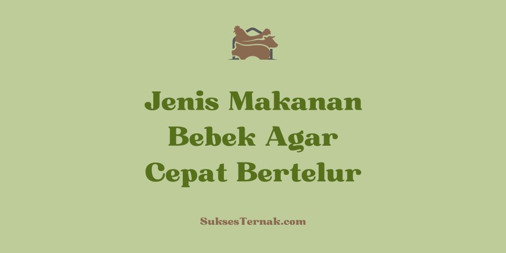 Jenis makanan bebek agar cepat bertelur