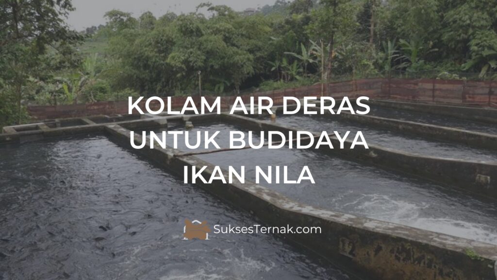 KOLAM AIR DERAS UNTUK BUDIDAYA IKAN NILA