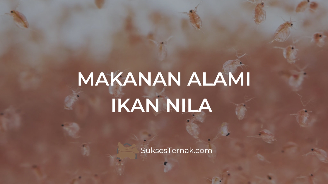 Makanan alami ikan nila adalah