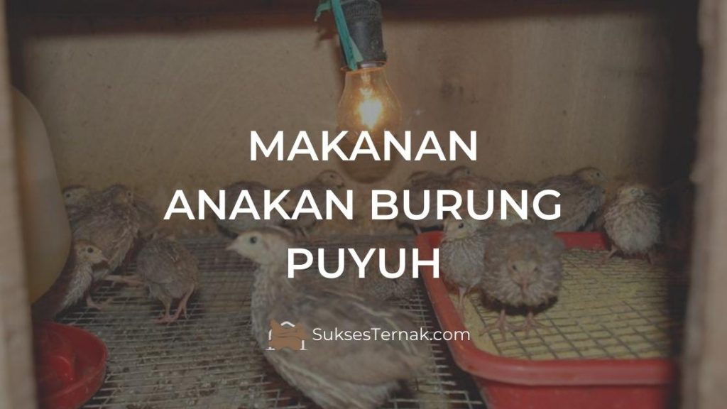 Makanan Anakan Burung Puyuh