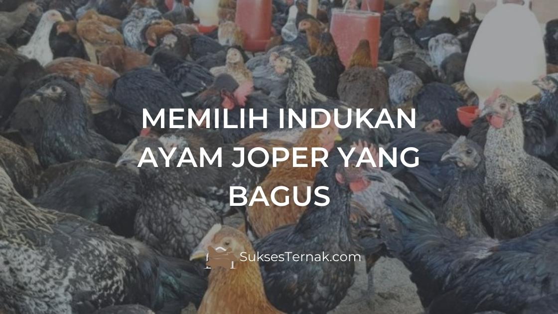 Memilih Indukan Ayam Joper yang Bagus