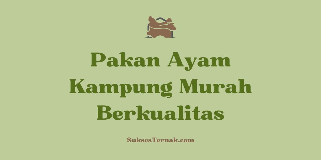 Pakan Ayam Kampung Murah Berkualitas