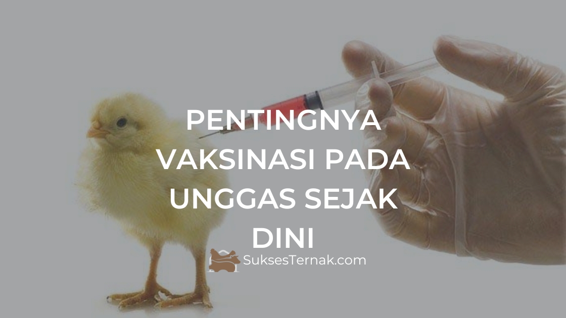 Pentingnya Vaksinasi pada Unggas Sejak Dini