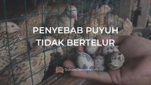 Penyebab Puyuh Tidak Bertelur