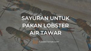 Sayuran untuk Pakan Lobster Air Tawar