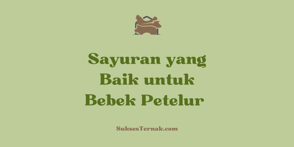 Sayuran yang Baik untuk Bebek Petelur