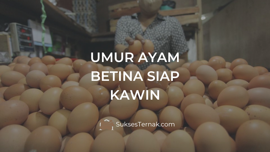 Umur berapa ayam betina siap kawin