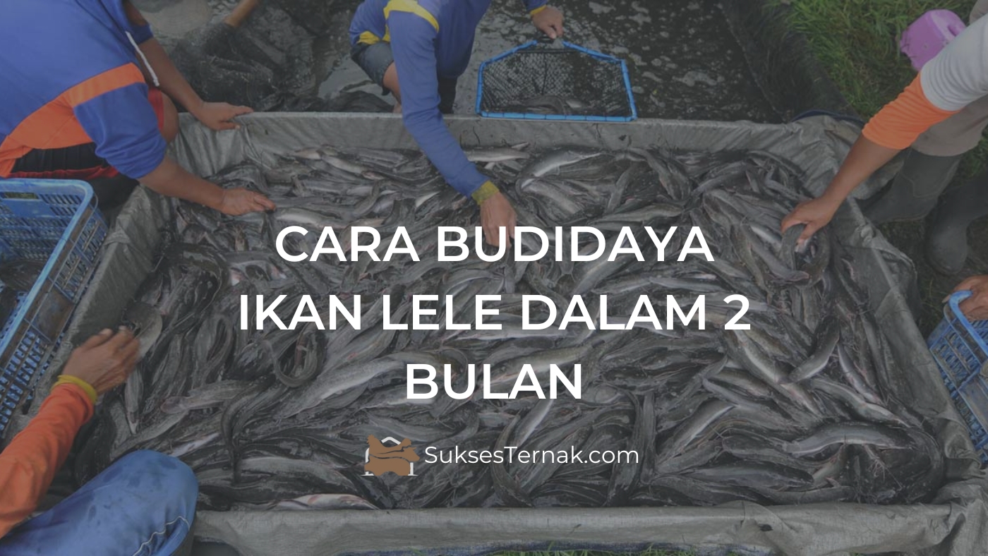 cara budidaya ikan lele dalam 2 bulan