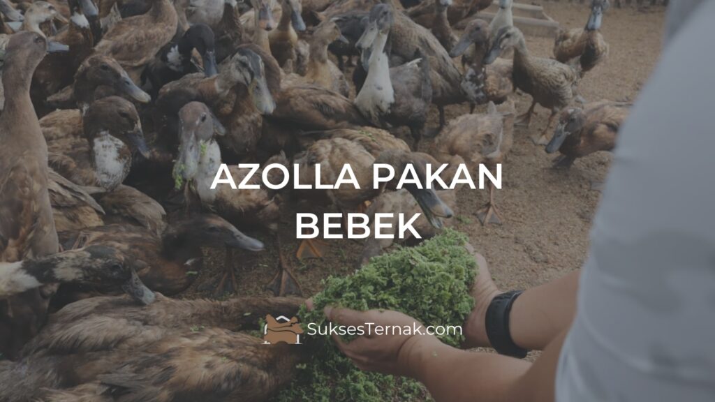 Azolla Pakan Bebek