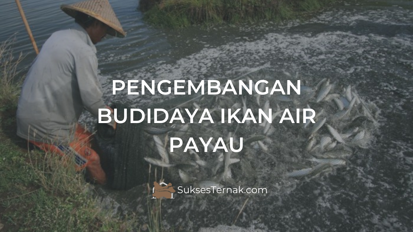 Budidaya ikan air payau dapat dikembangkan di daerah