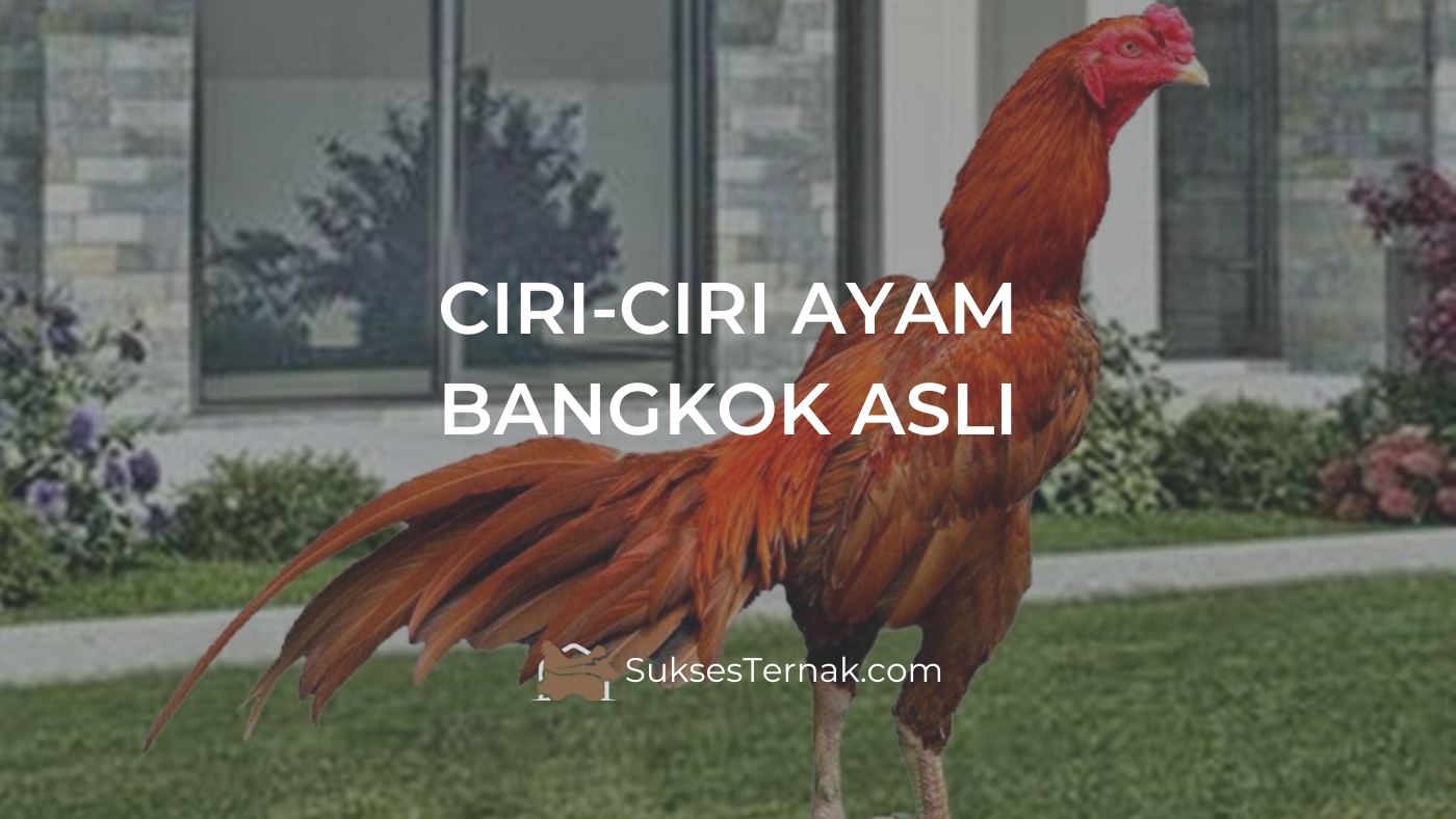 CIRI-CIRI AYAM BANGKOK ASLI