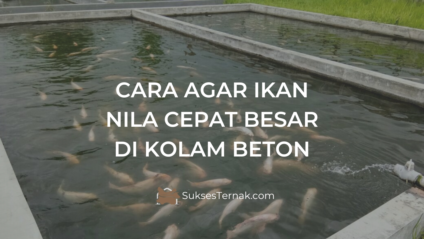 Cara Agar Ikan Nila Cepat Besar di Kolam Beton