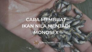 Cara Membuat Ikan Nila Menjadi Monosex