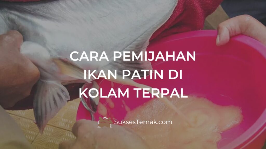 Cara pemijahan ikan patin di kolam terpal