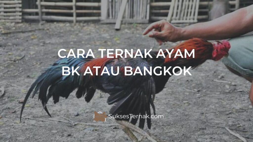 Cara Ternak AYAM BK ATAU BANGKOK