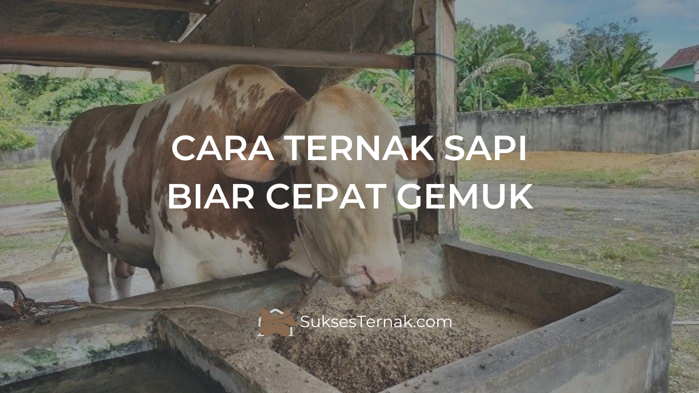 Cara Ternak Sapi Biar Cepat Gemuk