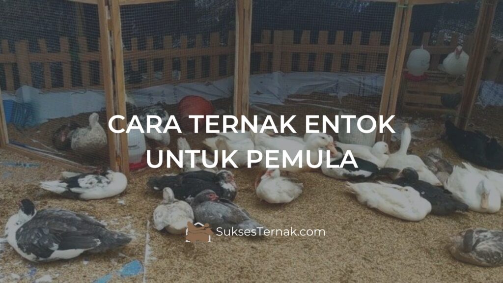 Cara ternak entok untuk pemula