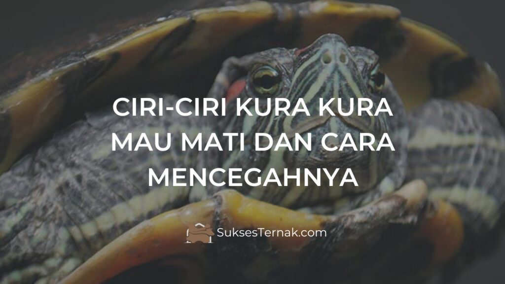 Ciri-Ciri Kura Kura Mau Mati dan Cara Mencegahnya