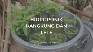 Hidroponik Kangkung dan Lele