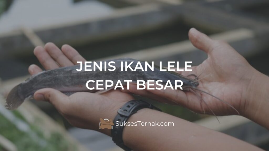 Jenis Ikan Lele Cepat Besar