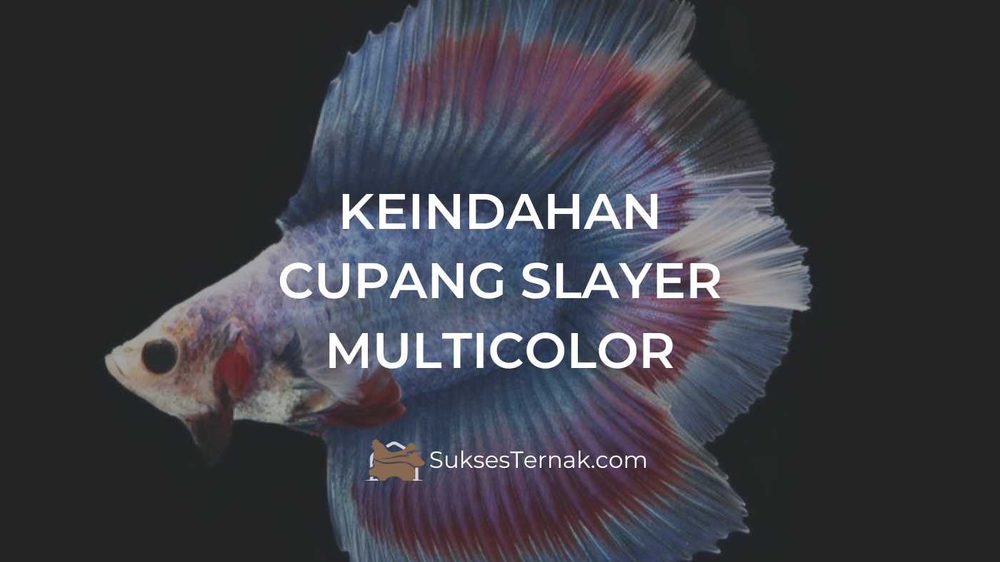 Keindahan Cupang Slayer Multicolor