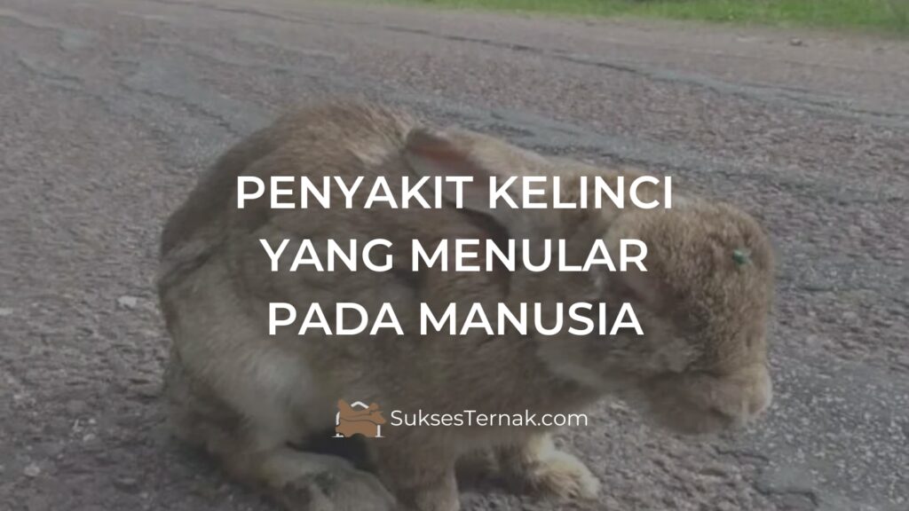 Penyakit kelinci yang menular pada manusia