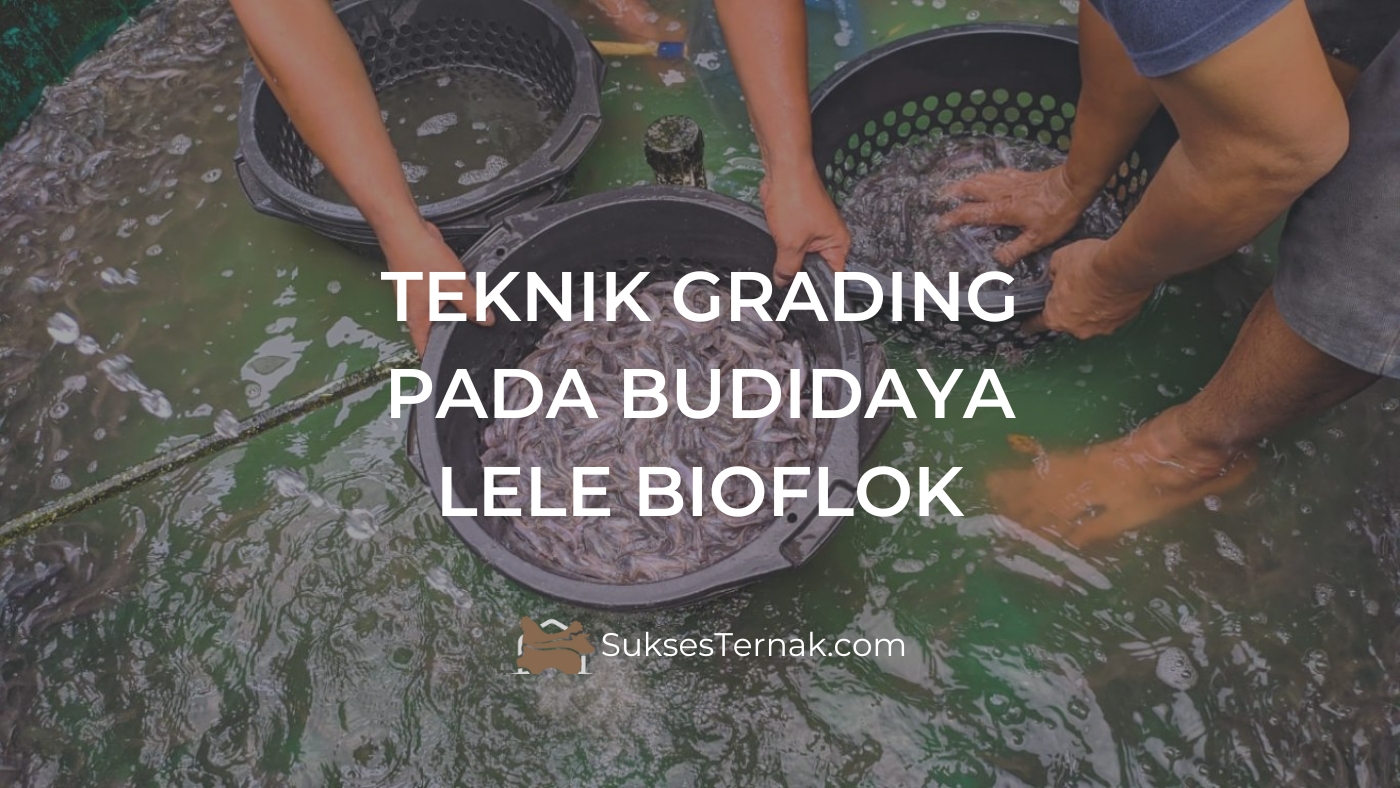 TEKNIK GRADING PADA BUDIDAYA LELE BIOFLOK