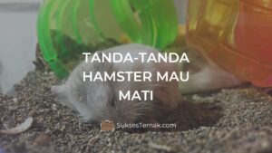 Tanda-tanda hamster mau mati