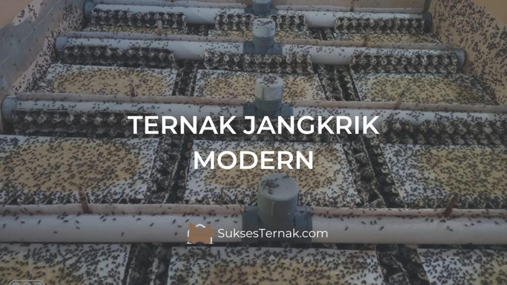 Ternak Jangkrik Modern