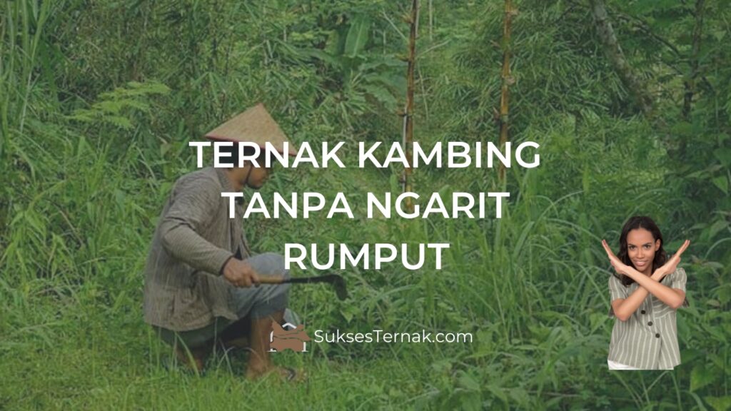 Ternak Kambing Tanpa Ngarit Rumput