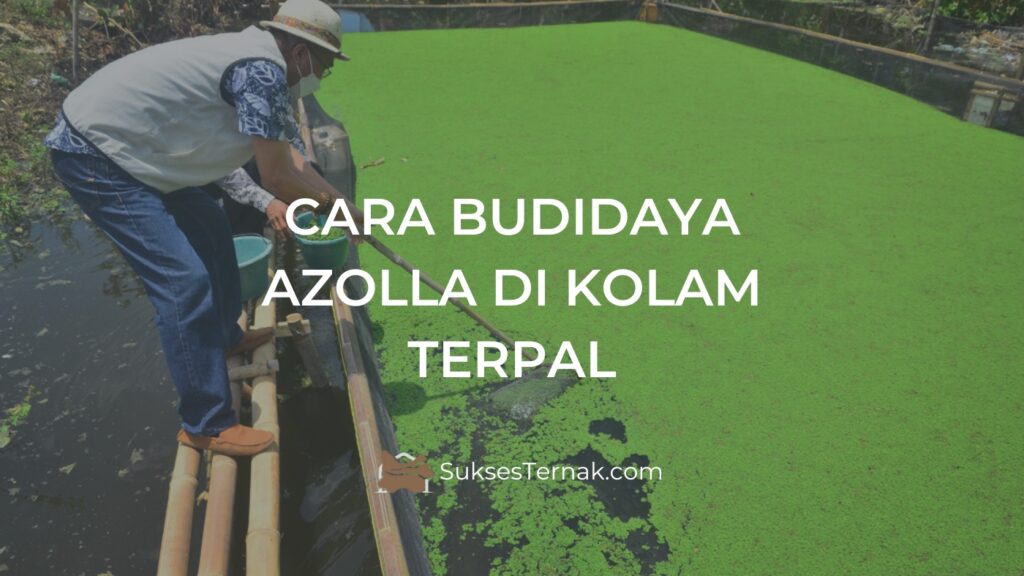 cara budidaya azolla di kolam terpal