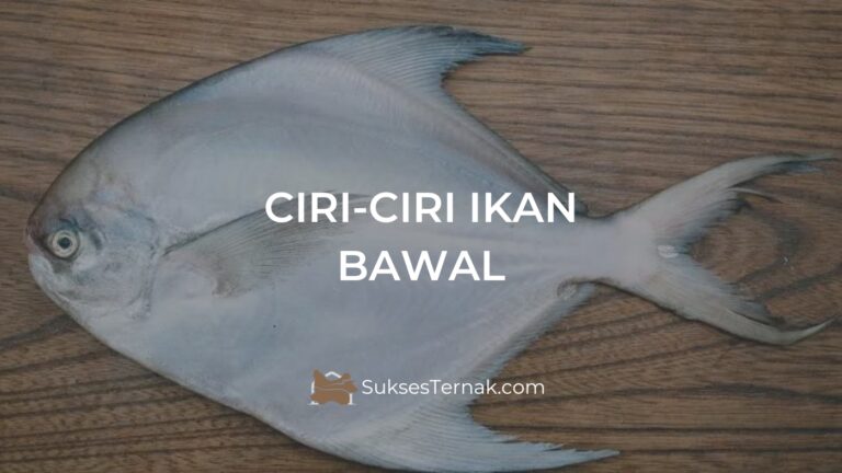 Ciri Ciri Ikan Bawal Yang Perlu Anda Ketahui SuksesTernak Com